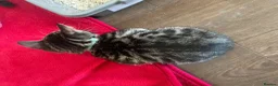 Bengal cats for sale: Bengal male kitten  - Advert 2