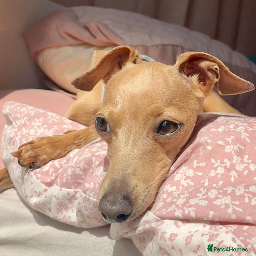 Italian Greyhound dogs for sale: 7/8 Italian Greyhound, 1/8 Whippet Puppies Due - Image 10