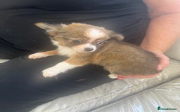 Chihuahua dogs for sale: Beautiful boy chihuahuas  - Image 6