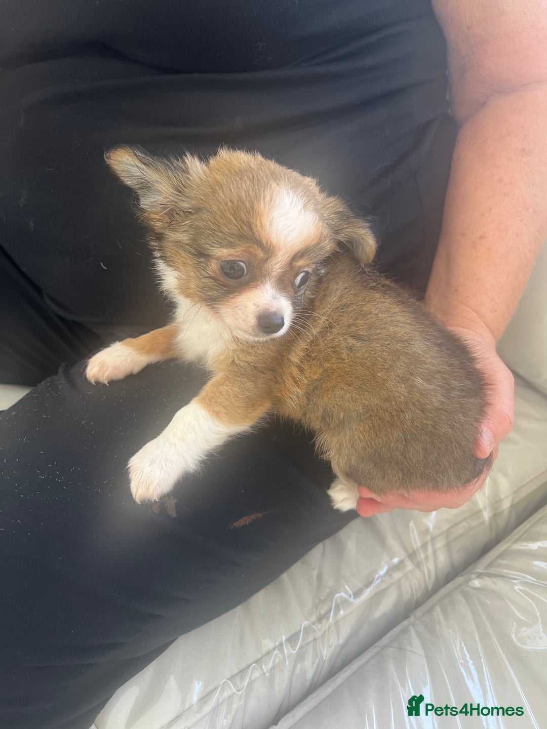 Chihuahua dogs for sale: Beautiful boy chihuahuas  - Image 6