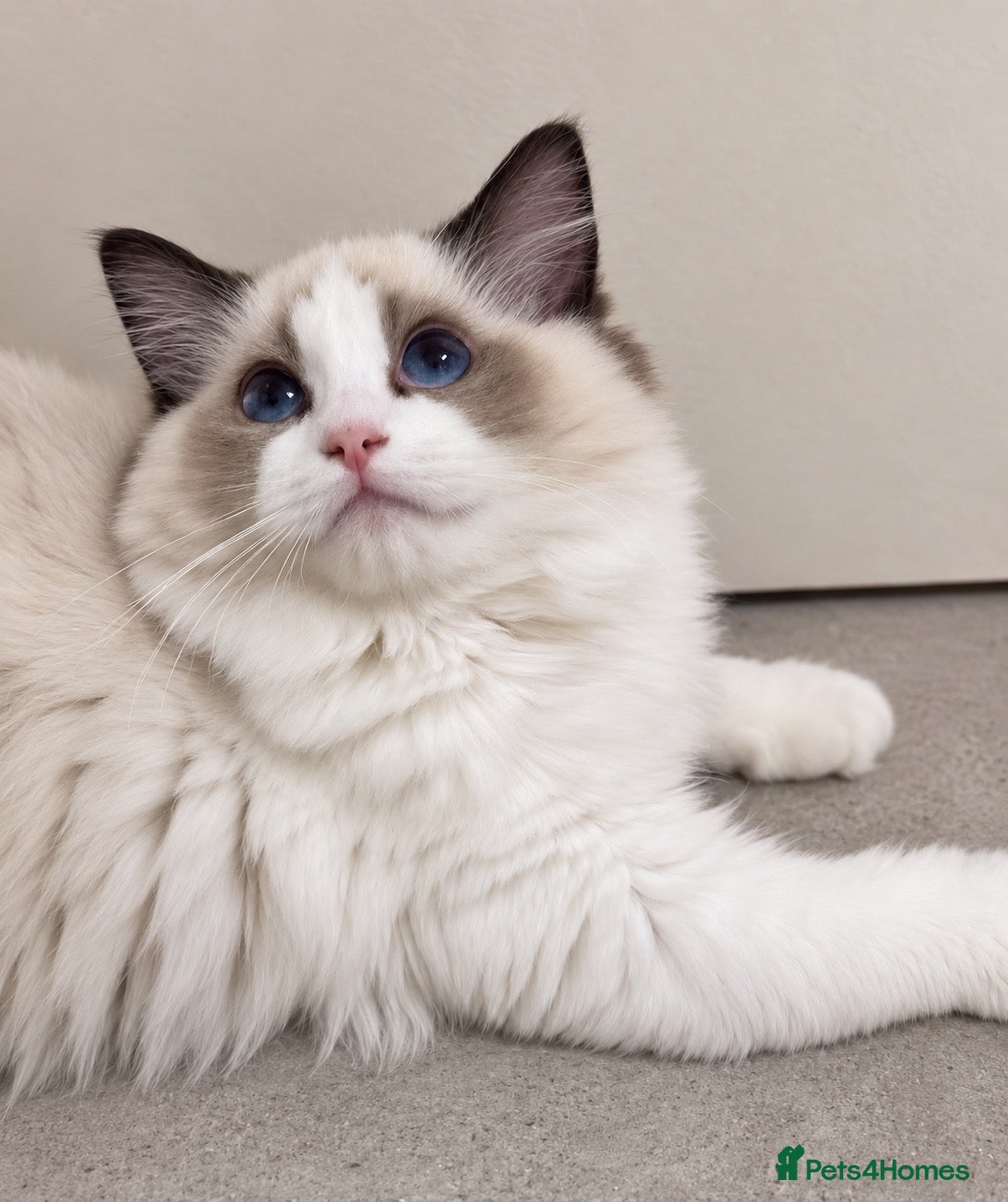 Ragdoll cats Registered Ragdoll kittens & RETIRED QUEENS - Advert 1