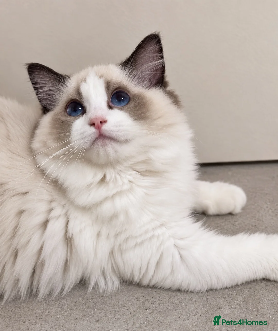 Ragdoll cats for sale: Registered Ragdoll kittens & RETIRED QUEENS - Advert 1
