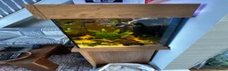 Other/Mixed Breed fish for sale: Aqua one fish tank 159l- no scratches - Advert 18