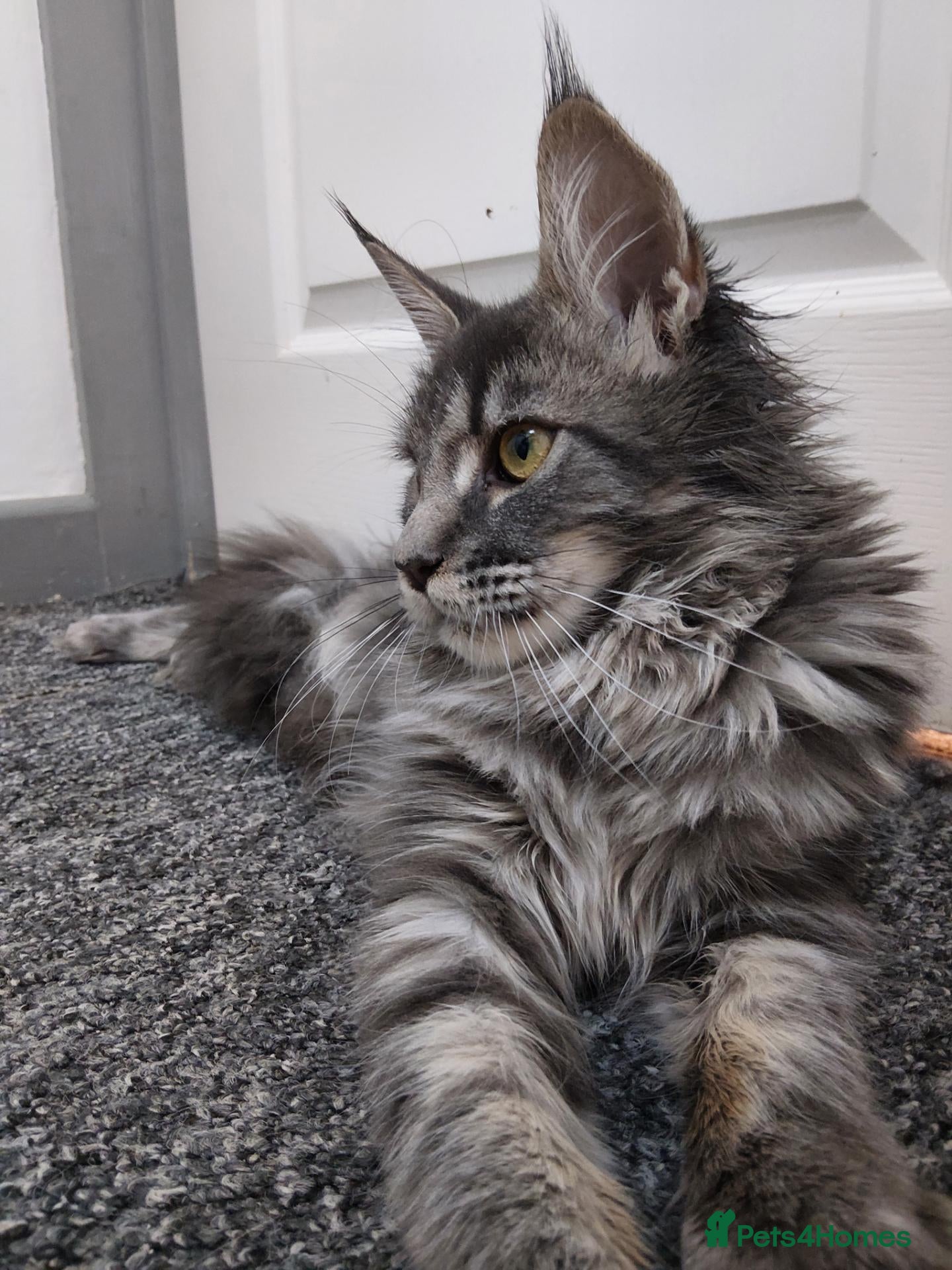 Maine Coon cats READY FOR COLLECTION  TICA registered kittens - Advert 10