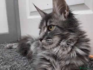 Maine Coon cats READY FOR COLLECTION TICA registered kittens - Advert 10