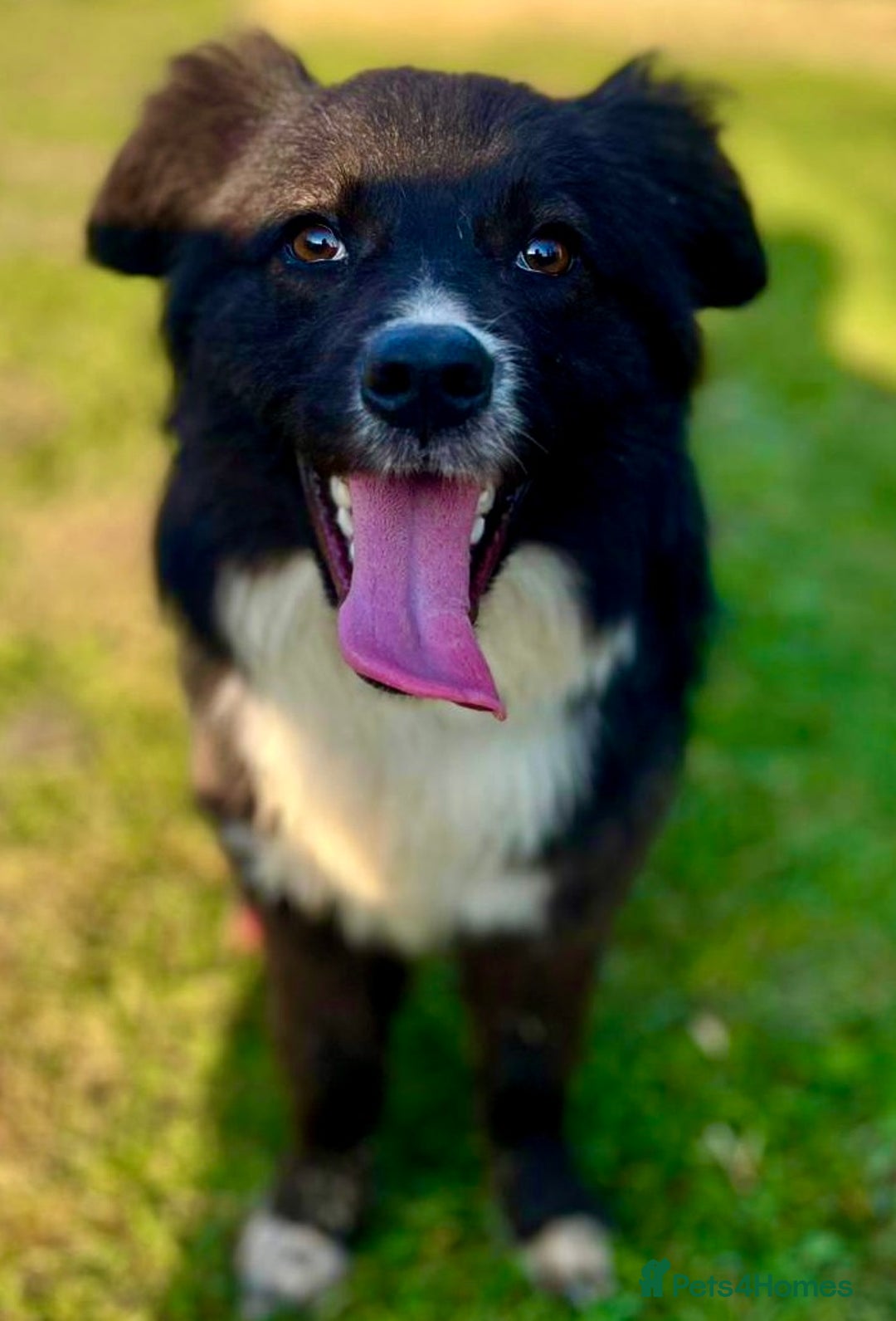 Border Collie dogs for adoption: Nika’s Story: Saved from the Brink of Death - Image 4