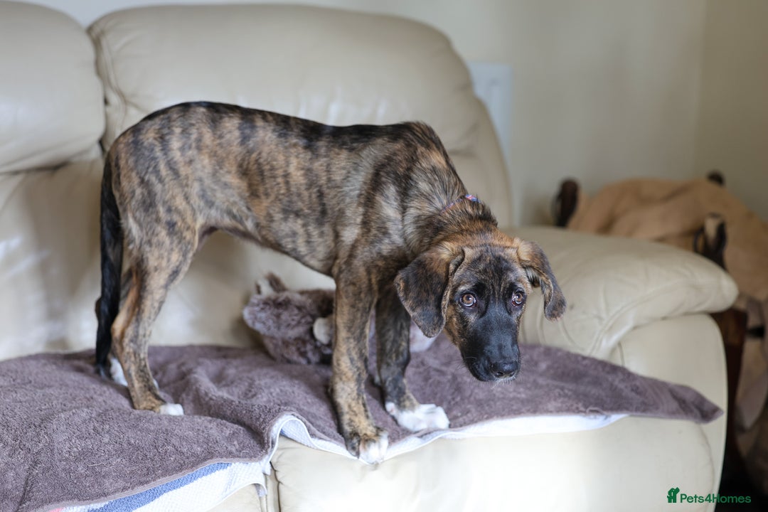 Mixed Breed dogs for adoption: Rosemary - Sweet & Calm - Image 16