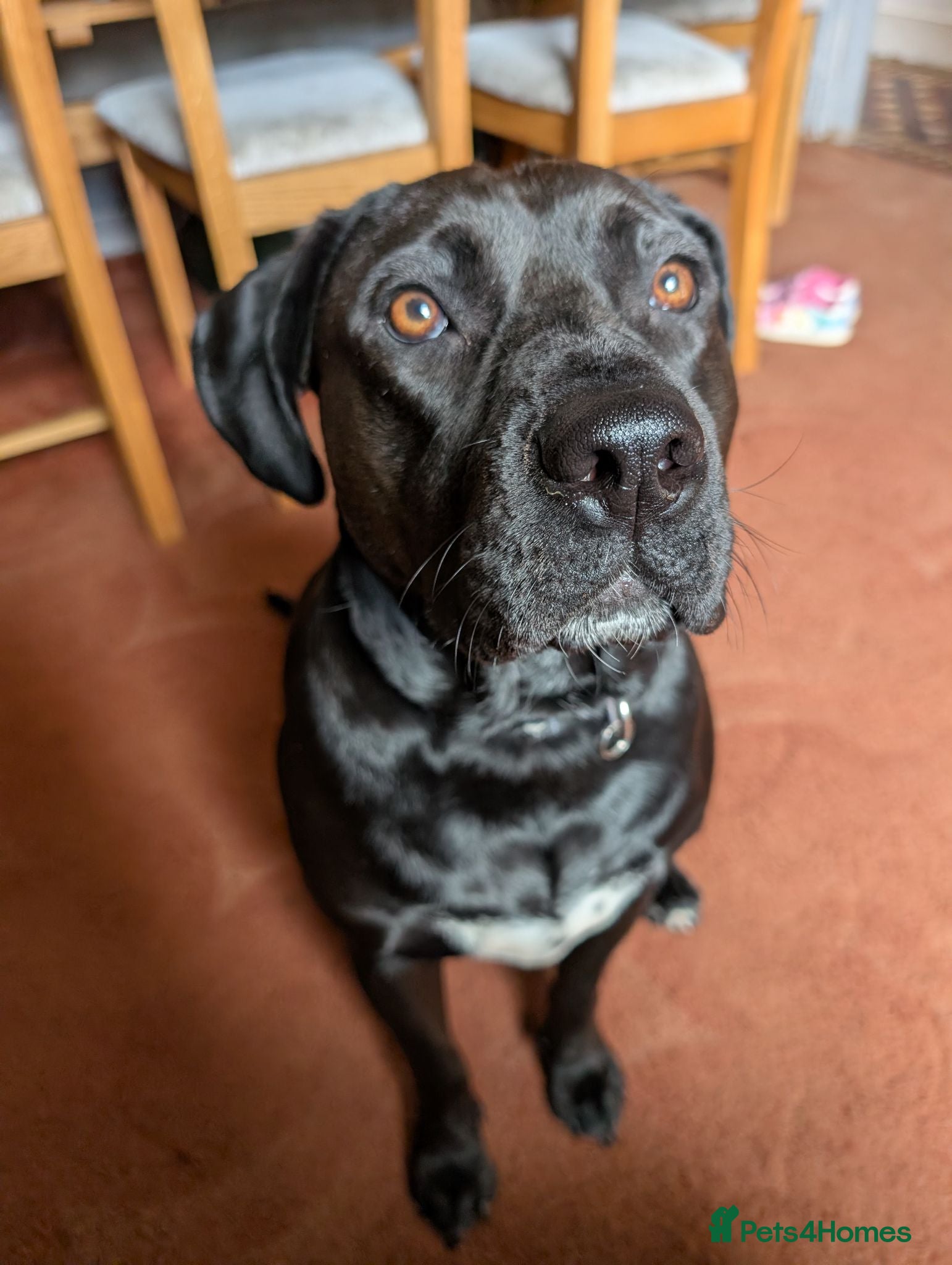 Mixed Breed dogs Staffordshire Bull Terrier x Labrador 18 Months - Advert 17