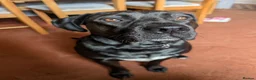 Mixed Breed dogs for sale: Staffordshire Bull Terrier x Labrador 18 Months - Advert 1