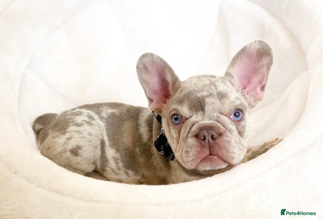 French Bulldog dogs for sale: NEWSHADE ISABELLA AND MERLE FRENCH BULLDOGS - Advert 7