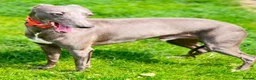 Whippet dogs for sale: Outstanding whippet puppies. - Advert 2