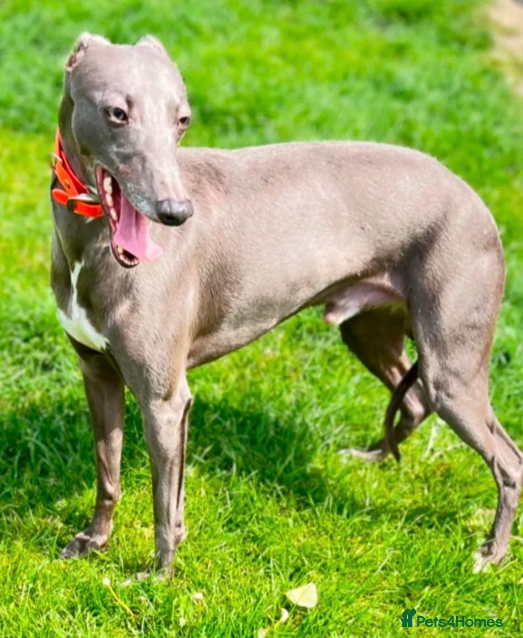 Whippet dogs for sale: Outstanding whippet puppies. - Advert 2