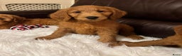 Goldendoodle dogs for sale: Ready Now deep red Golden Doodle F1 pups  - Advert 23