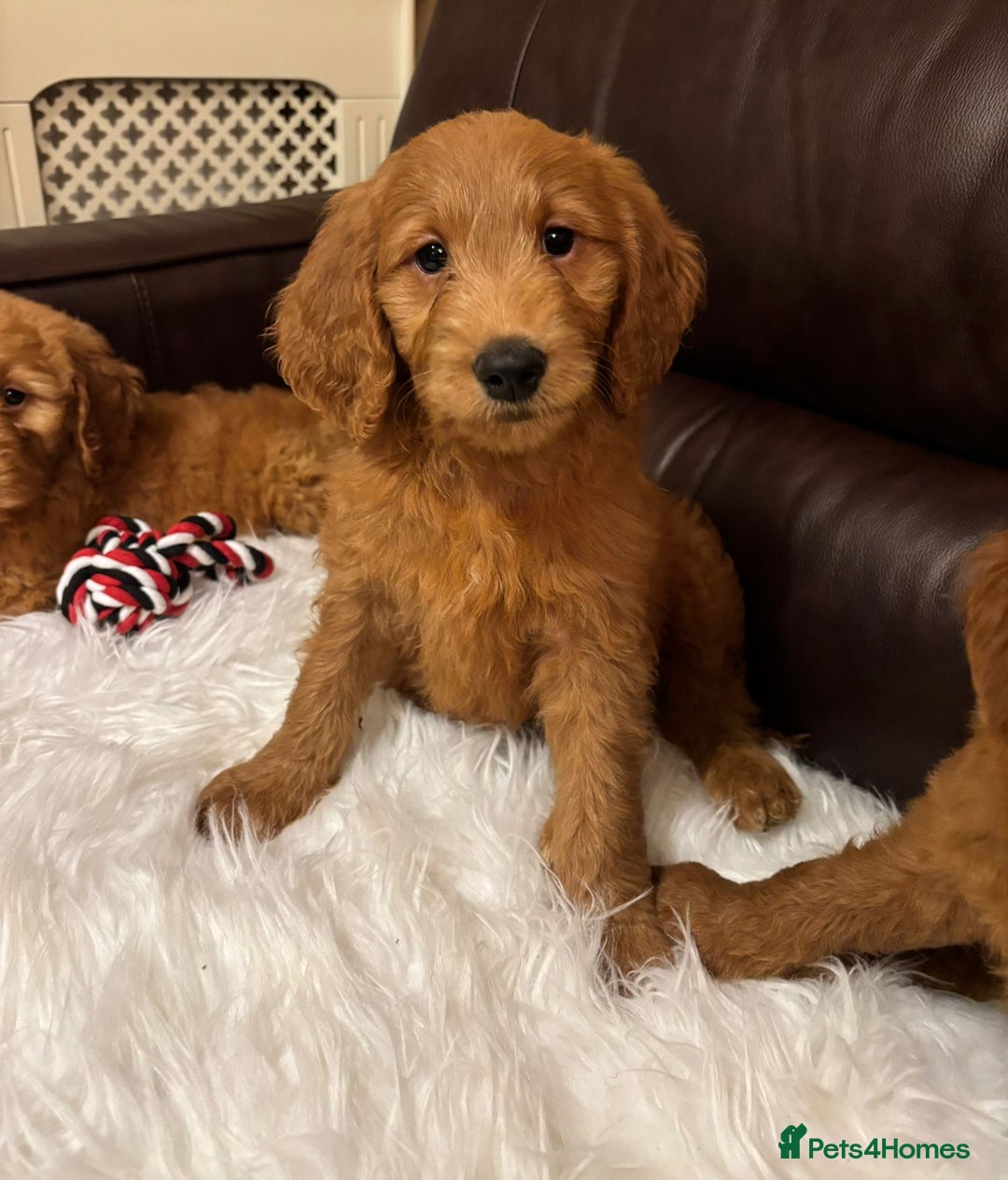 Goldendoodle dogs for sale: Ready Now deep red Golden Doodle F1 pups  - Advert 23