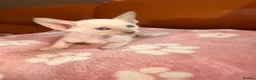 Oriental cats for sale: Beautiful Siamese & Oriental Kittens  - Advert 6