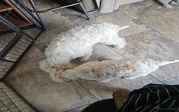 Lagotto Romagnolo dogs for sale: KC Registered Lagotto Romagnolo  in Alfreton - Image 11