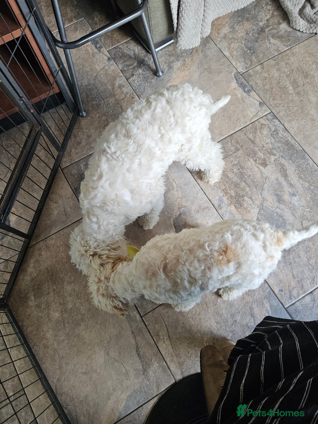 Lagotto Romagnolo dogs for sale: KC Registered Lagotto Romagnolo  in Alfreton - Image 11