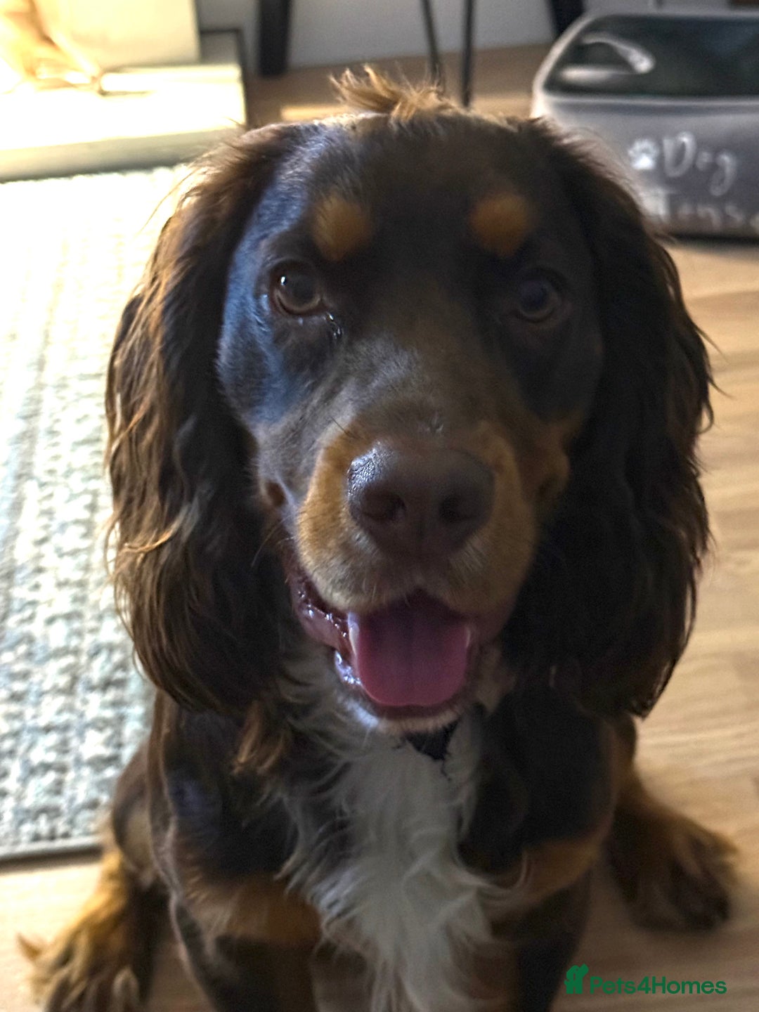 Cocker Spaniel dogs for sale: Beautiful Male Working Cocker Spaniel - Advert 11