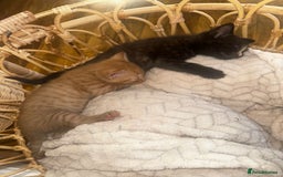 Mixed Breed cats for sale: 1 Ginger boy and 1 Tabby girl available  - Image 7