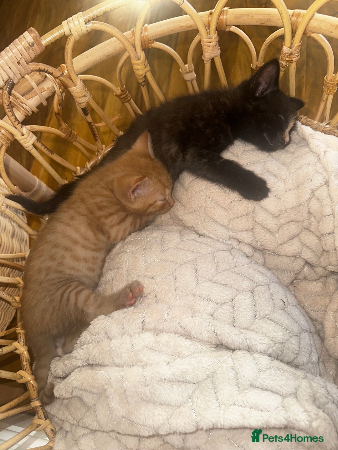Mixed Breed cats for sale: 1 Ginger boy and 1 Tabby girl available  - Image 7
