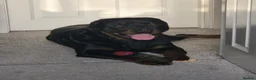 Dobermann dogs for sale: 🐾 Rottermann puppies 🐾 - Advert 2