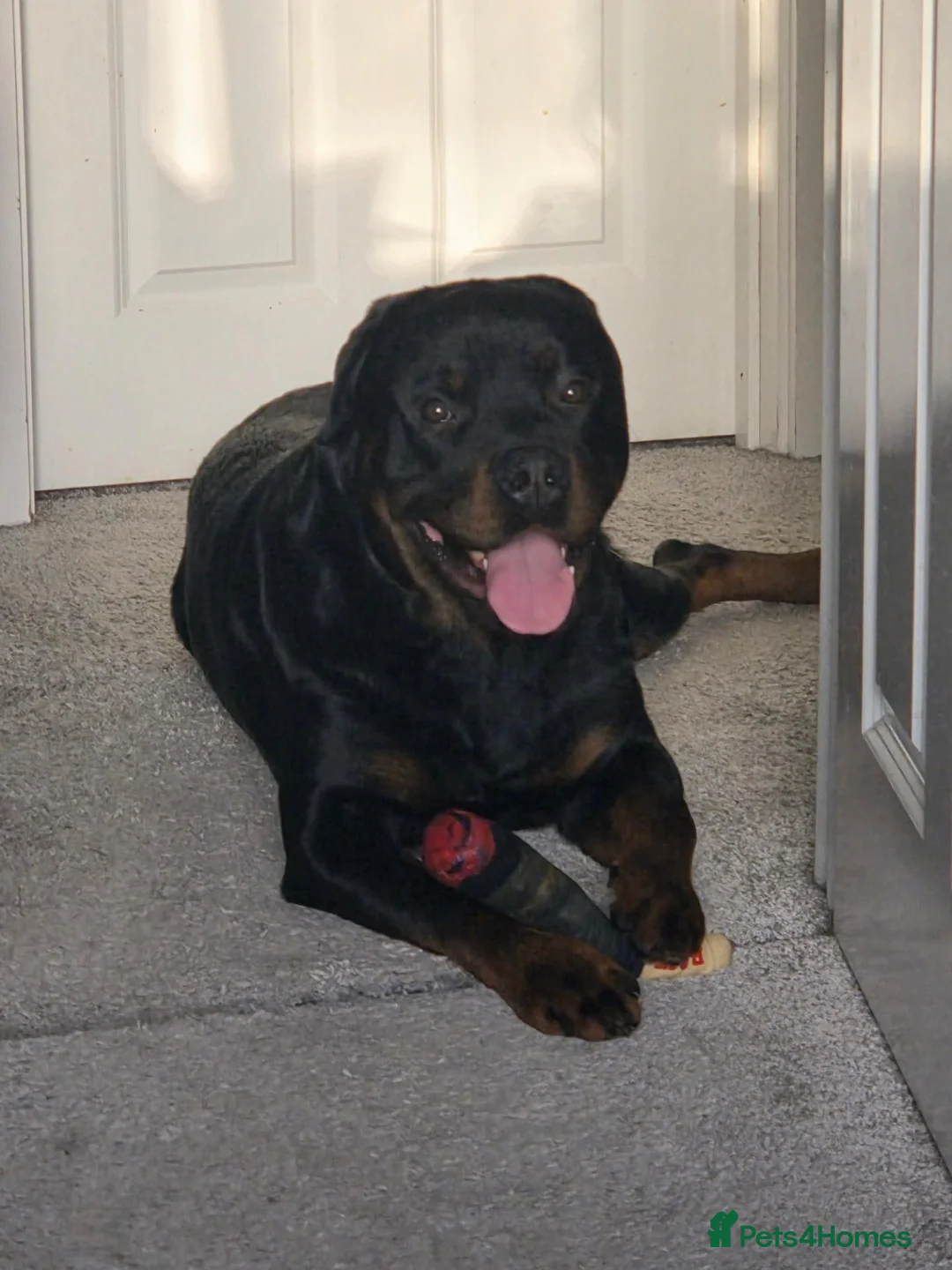 Dobermann dogs for sale: 🐾 Rottermann puppies 🐾 - Advert 2