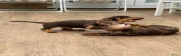 Dachshund dogs for sale: Dachshund is your friend forever  - Advert 15