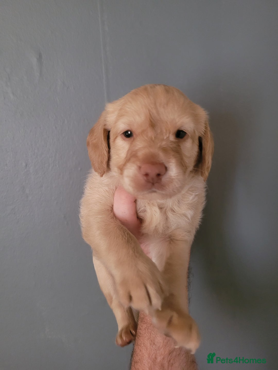 Labradoodle dogs for sale: Gorgeous mini labradoodles  - Image 3