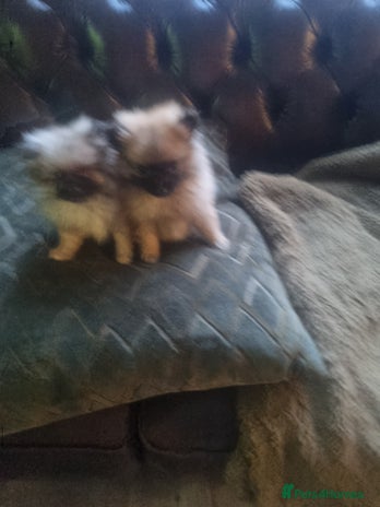 Pomeranian dogs - Advert 15