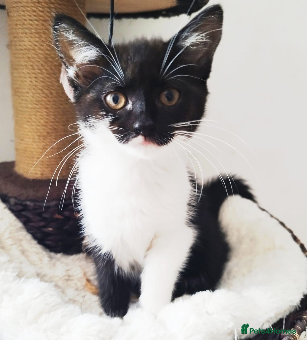 Persian cats for sale:  Persian Crossbreed Kittens Looking for  Home - Image 1