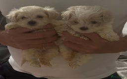 Maltipoo dogs for sale: Multipoo  - Image 2