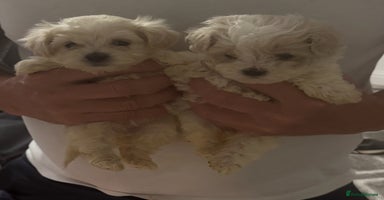 Maltipoo dogs - Advert 2