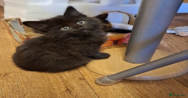 Mixed Breed cats - Advert 5