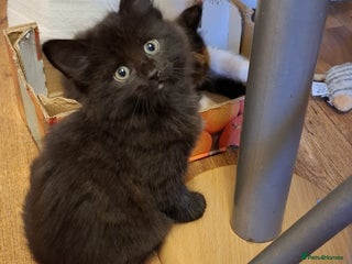 Mixed Breed cats - Advert 16