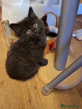 Mixed Breed cats - Advert 14