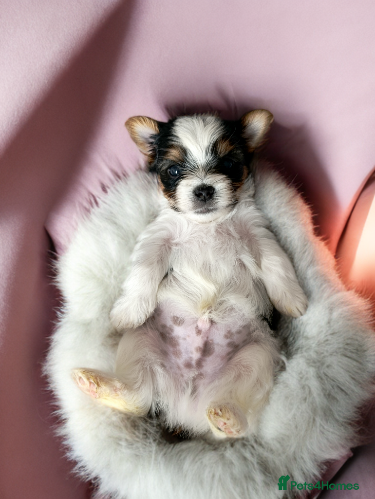 Yorkshire Terrier dogs Yorkshire terrier🐶  Luxury Colours 😍 - Advert 14