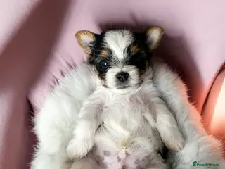 Yorkshire Terrier dogs Yorkshire terrier🐶 Luxury Colours 😍 - Advert 14