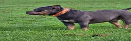 American Bully dogs for sale: Pocket Bully Puppies available in Penrith - Advert 11