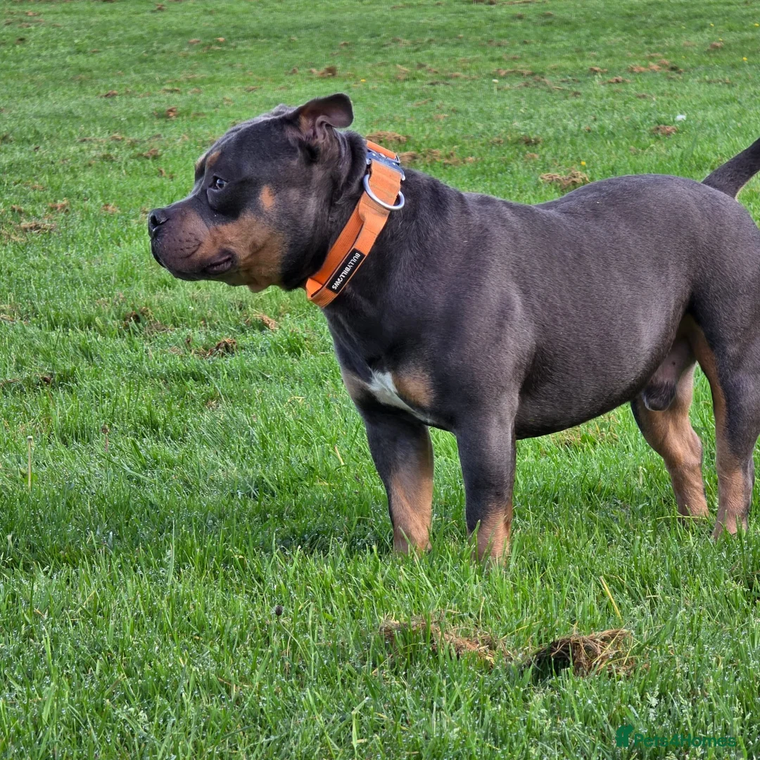 American Bully dogs for sale: Pocket Bully Puppies available in Penrith - Advert 11