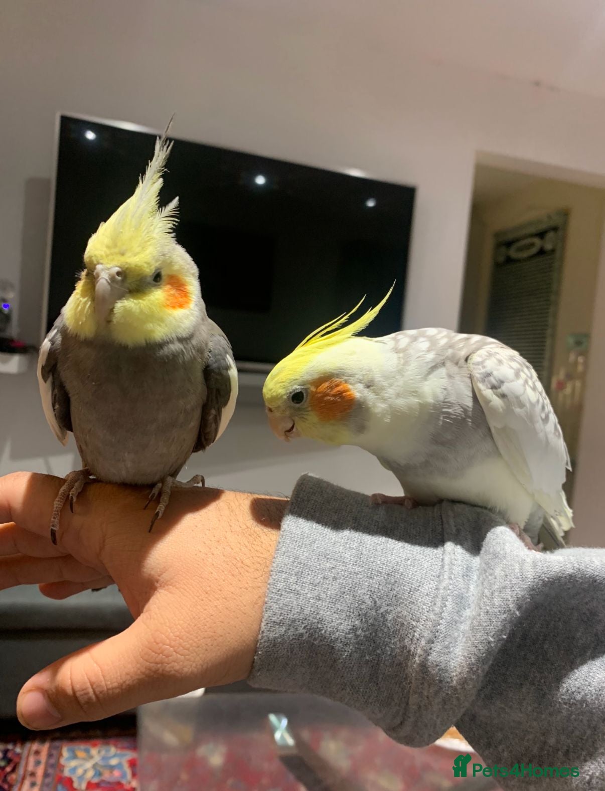 Cockatiels birds 2 beautiful family cockatiels for sale - Advert 3