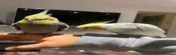 Cockatiels birds for sale: 2 beautiful family cockatiels for sale - Advert 1