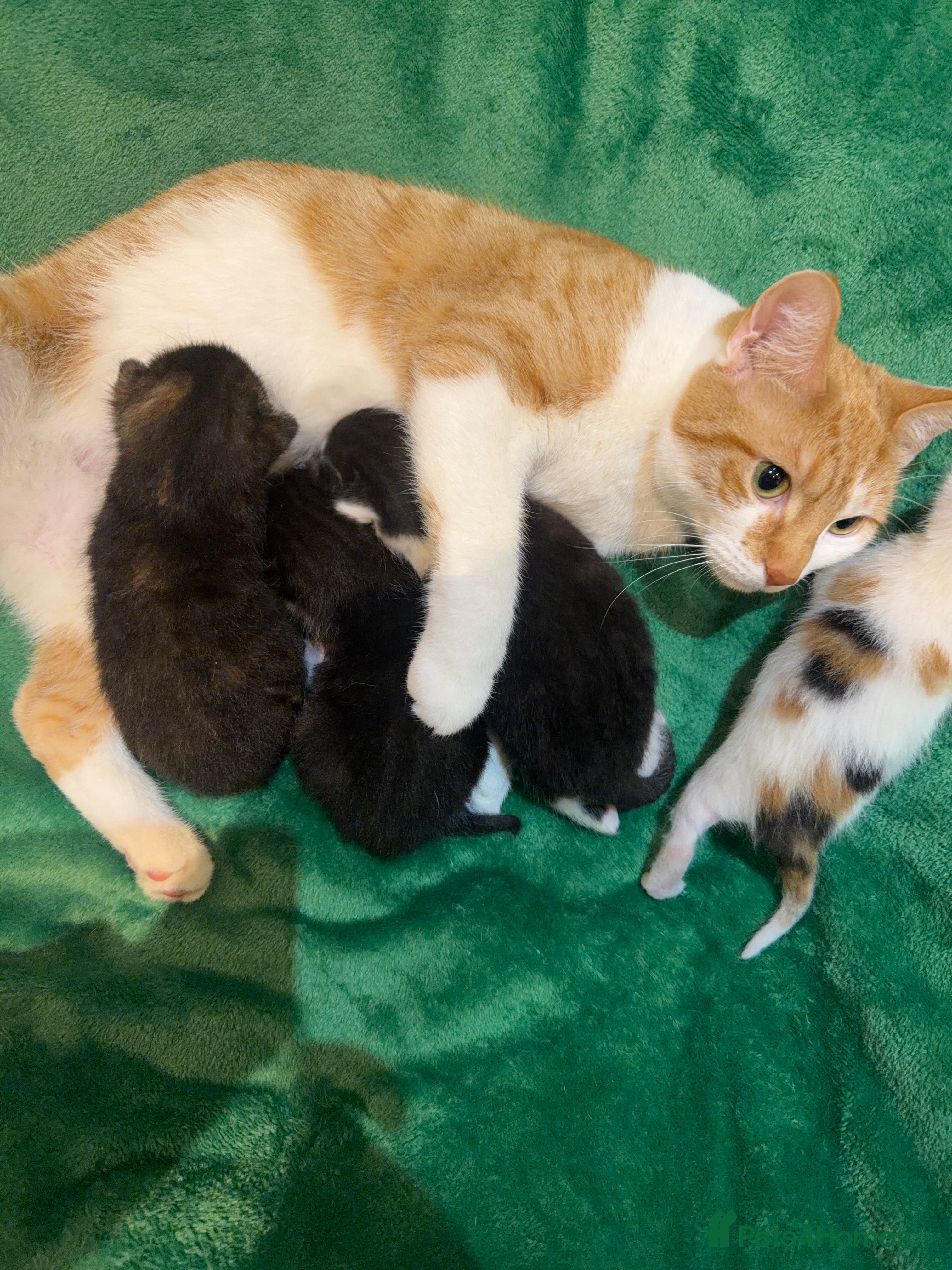 Mixed Breed cats 3 beautiful 4 week kittens  - Advert 2