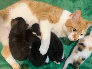 Mixed Breed cats 3 beautiful 4 week kittens - Advert 2