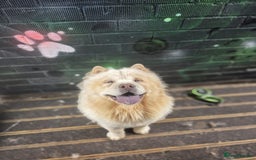 Chow Chow dogs for sale: Chow Chow Male 9.5 months old - Image 5