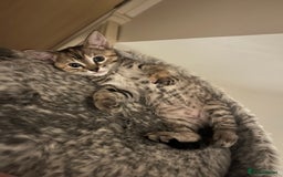 Mixed Breed cats for sale: Beautiful kittens ready for loving new homes.  - Image 10