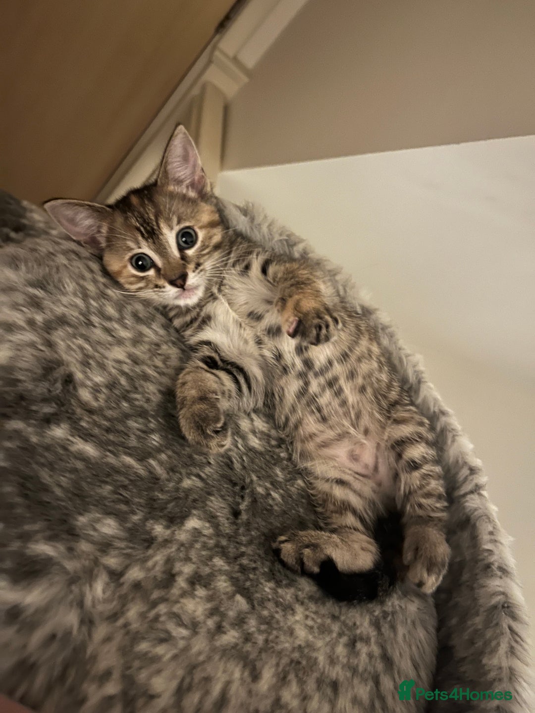 Mixed Breed cats for sale: Beautiful kittens ready for loving new homes.  - Image 10