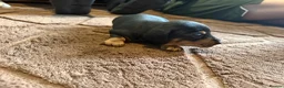 Miniature Dachshund dogs for sale: 2 Black and Tan girls  - Advert 7