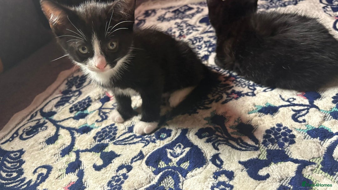 Mixed Breed cats for sale: Kittens for sale — £50 each - Image 1