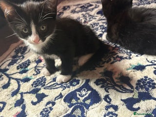 Mixed Breed cats - Advert 11