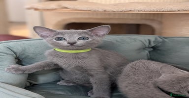 Russian Blue cats - Advert 9
